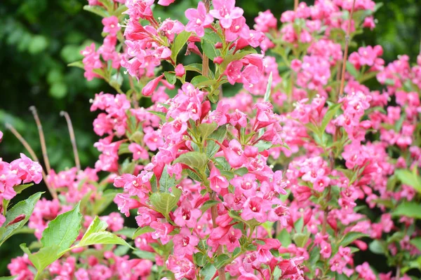 Розовый куст Sonic Bloom Weigela весной — стоковое фото