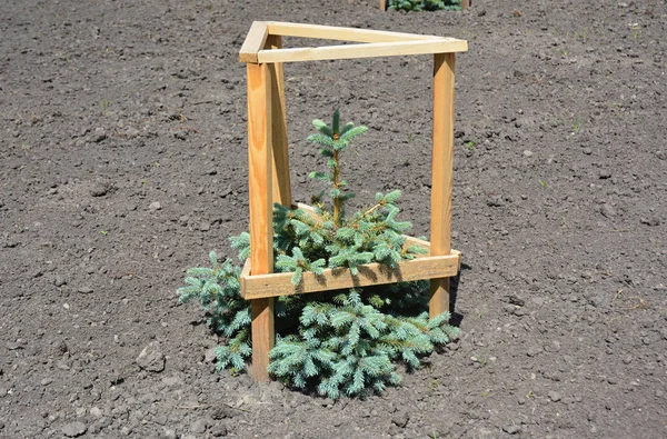 Kék lucfenyő csemete ültetés. A blue spruce, a Colorado Luc vagy a Colorado kék Luc, a tudományos neve szúrós osztályának Luc fa. — Stock Fotó