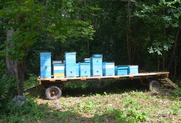 A recolocar abelhas. Colmeias Langstroth montadas em um reboque utilitário de eixo único. Plataforma de colmeia. Apicultura apicultura — Fotografia de Stock