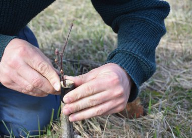 Meyve ağacı aşılama. Bahçıvan adam el aşılama elma ağacı üzerinde yakın çekim. Meyve ağaçları adım adım aşılama.