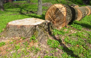 Ağaç kesme fotoğraf. Kesilen ağaç.  