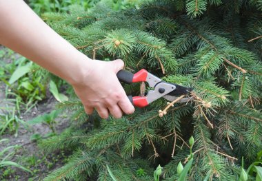 Bahçıvan el yaprak dökmeyen ağaç üzerinde güneş haşlanma sonra yan yol secateurs ile ağaç dalı kesti. Budama mavi Ladin.