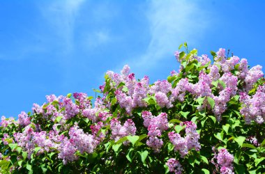 Kopya alanı ile mor eflatun çiçekler. Bush, Mor Leylak mavi gökyüzü karşı ilkbaharda çiçek açan.