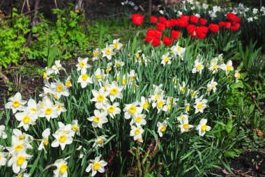 Beyaz bahar nergis çiçekleri kırmızı lale çiçek yatak ile. Nergis çiçeği olarak da bilinen nergis, daffadowndilly, nergis ve Zerrin.