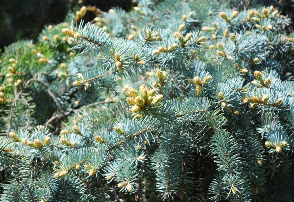 Blue spruce branches as a textured background. Blue spruce, white spruce, Colorado spruce — Stock Photo, Image