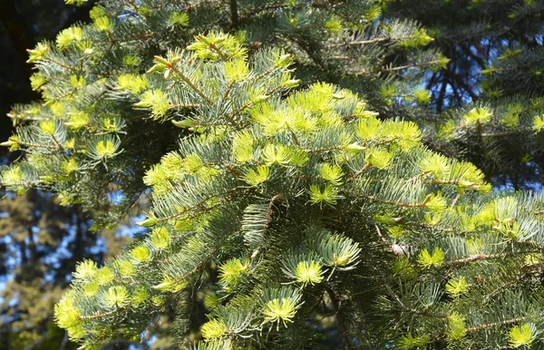 Piękny jodła kalifornijska (Gordon & Glend.) Lindl. ex Hildebr lub California biały Fir, Colorado Fir, niskie w Fir, jodła. — Zdjęcie stockowe