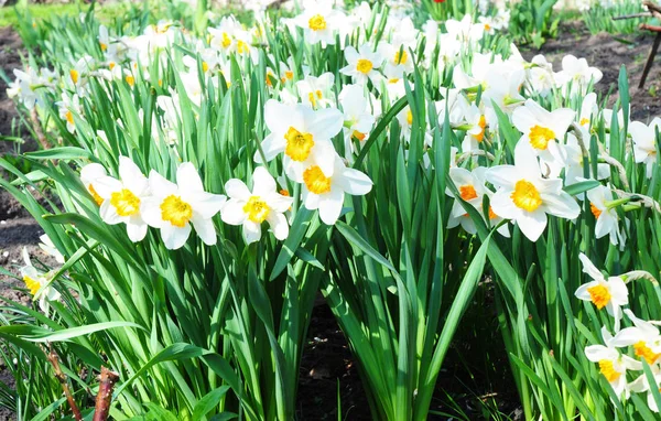 Weiße Frühlingsnarzissenblüten. Narzissenblüte auch als Narzissen, Narzissen, Narzissen und Narzissen bekannt. — Stockfoto