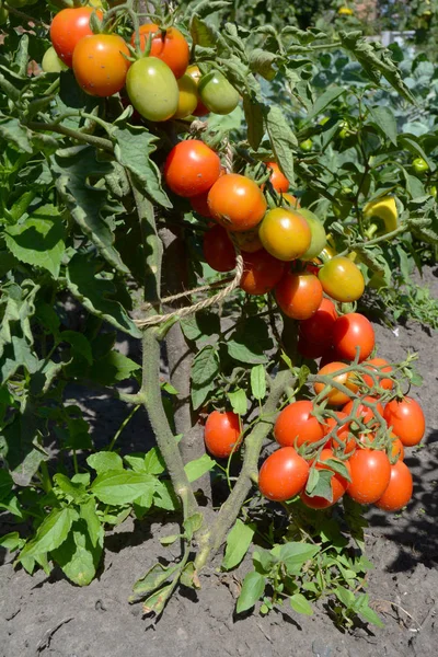 Jardinería de tomate: Cómo cultivar tomates cherry . — Foto de Stock