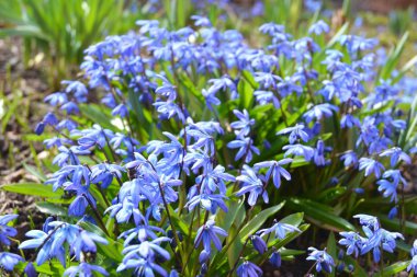 Mavi scilla veya Sibirya Squill çiçek bahar flowerbed üzerinde.