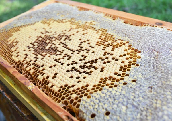 Bienenwabenbrut. Inspektion und Verständnis des Brutmusters. — Stockfoto