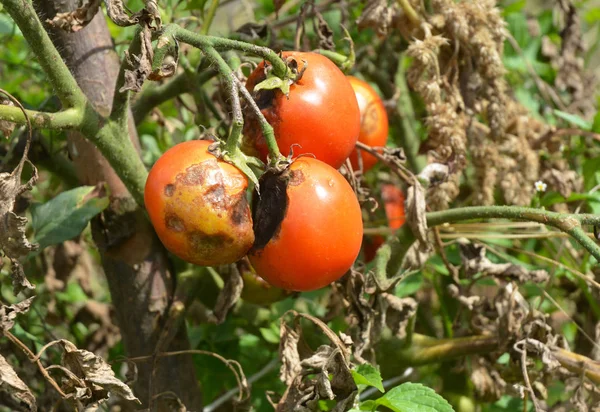 Phytophthora infestans ist ein Oomycet, der die schwere Tomatenkrankheit verursacht, die als Spätbrand oder Kartoffelbrand bekannt ist. — Stockfoto