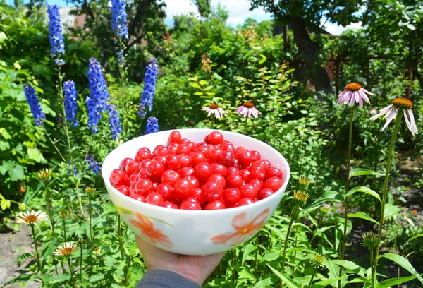 Свежий урожай вишни. Спелый урожай вишни. Вишня в цветной чаше на фоне цветов. Концепция здорового питания . — стоковое фото