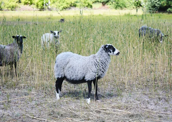 Schafe in der Natur grüne Wiese. Schafzucht. — Stockfoto