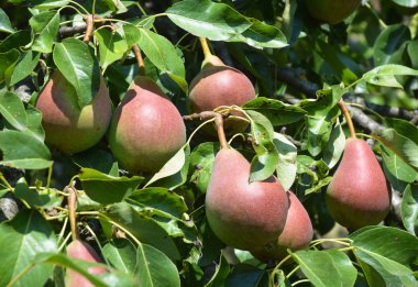 Sulu üç taze kırmızı armut bahçede büyüyen.