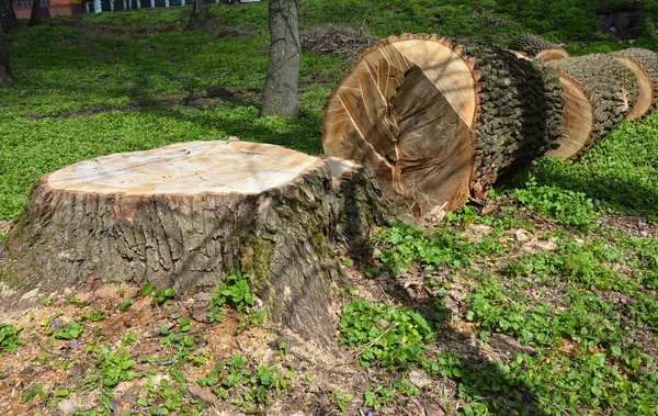 Ağaç kesme fotoğraf. Kesilen ağaç.  