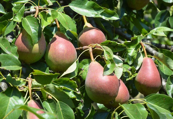 Sulu üç taze kırmızı armut bahçede büyüyen.