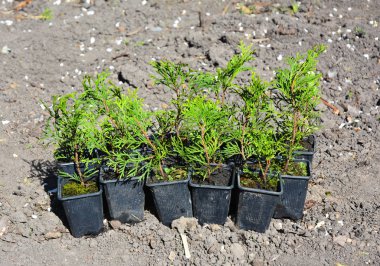 Mazı (bitki) tek kalem Cypress yeşil eskrim için.