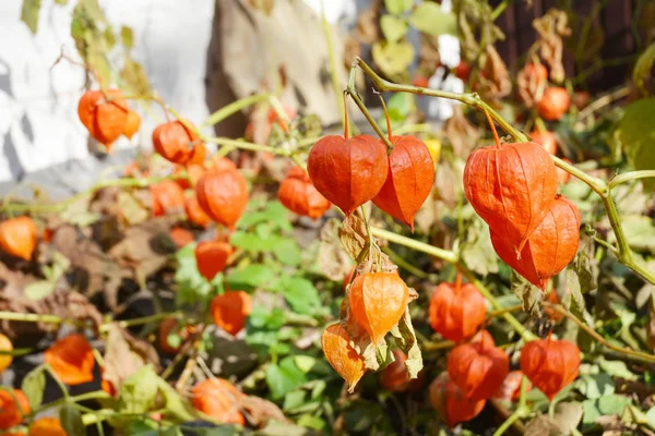 Physalis peruviana cosecha de frutas. Flores de Physalis, Cereza molida en el jardín de otoño . — Foto de Stock