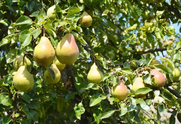 Birnen: Pflanzung, Anbau und Ernte von Birnen. Birnen im heimischen Garten anbauen. — Stockfoto