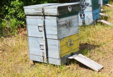 Ahşap kovan. Apiculture arıcılık.