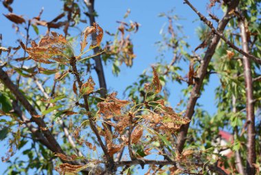 Kiraz ağacı çadır tırtıllar tarafından defoliate