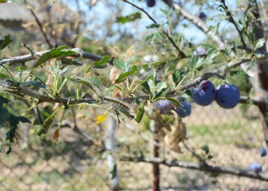  Çadır erik ağacı bahçede yemek tırtıllar.