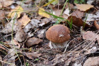 Mantar toplama. Avcılık mantar. Yabani mantar toplama. Boletus Mantarı veya kuruş topuz, cep, porcino, porcini veya yenilebilir mantar