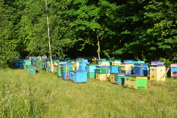 Πολύχρωμα μελίσσια για Raw Linden μέλι μέλισσα. — Φωτογραφία Αρχείου