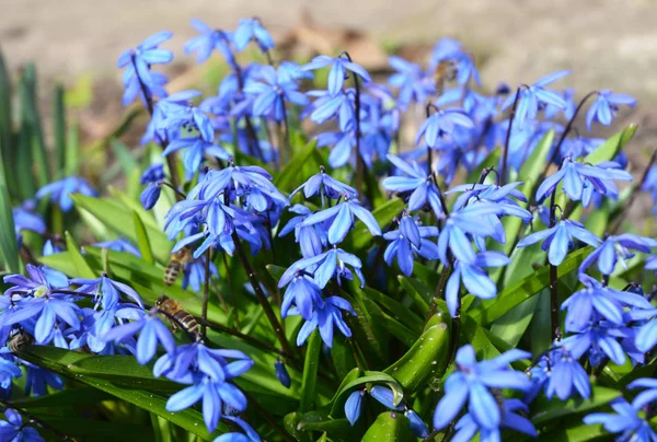 Голубая цилла или цветы из Сибирского Сквилла на весеннем клумбе с мягким фокусом . — стоковое фото