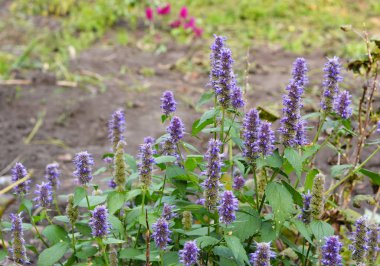 Agastache foeniculum, Agastache anethiodora bitkisel bitki