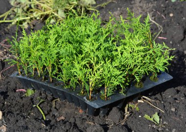  Mazı (bitki) yaprak dökmeyen ağaç fidan dikim. Bahçıvan tutmak Mazı (bitki) kalem Cypress yeşil çit, çit için.