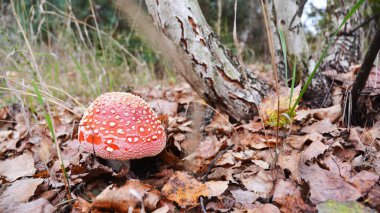 Amanita muscaria mantar. Zehirli mantar sinek amanita.