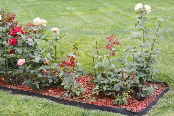 Посадка Роз Выращивание Роз Обрезка Роз — стоковое фото