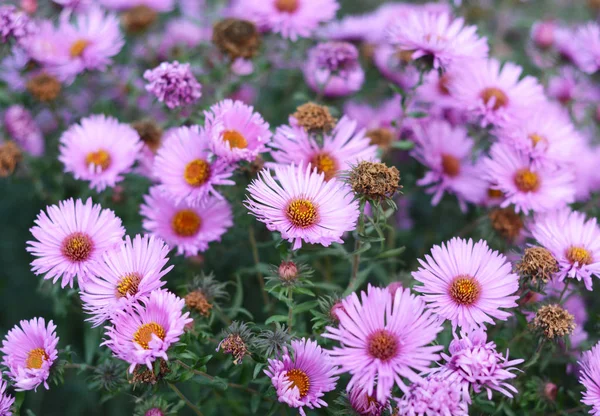 Crescente Foglia Tanaceto Aster Machaeranthera Tanacetifolia Giardinaggio Api Con Aster — Foto Stock