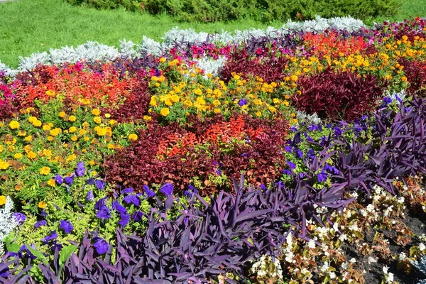 Φθινόπωρο Φυτά Για Κρεβάτι Λουλουδιών Πολύχρωμο Κήπο Παρτέρι Φθινόπωρο Λουλούδι — Φωτογραφία Αρχείου