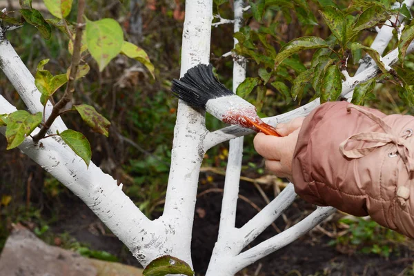 Садовник отбеливает фруктовое дерево. Белый цвет предотвращает слишком много нагрева коры под весенним солнцем, и это предотвращает ее трещин — стоковое фото