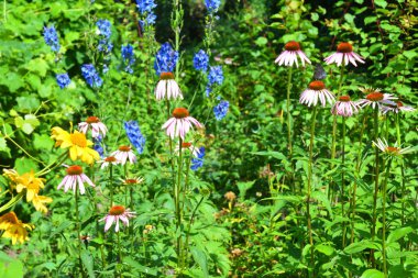 Renkli mor Coneflowers, arı dostça Bahçe çiçek yatakta Ekinezya çiçekler.