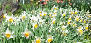 Beyaz bahar nergis çiçekleri kırmızı lale çiçek yatak Panoraması. 
