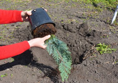 Bahçıvan El dikimi Chamaecyparis lawsoniana Alumii ağaç fidan. Port Orford sedir veya Lawson selvi kökleri toprak delik ile nakli.