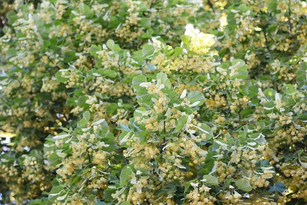 Цветок Линдена . — стоковое фото