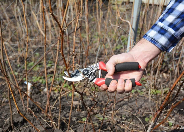 Садовник срезает малиновый куст Европы . — стоковое фото