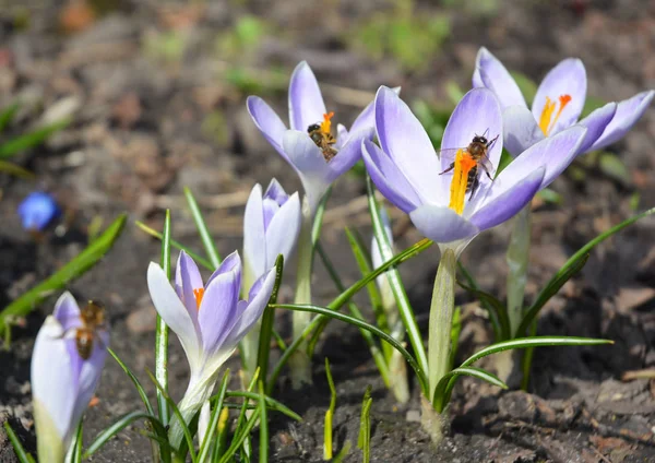 Wiosenne kwiaty w dzikim lesie fioletowy Krokus kwiaty z pszczół. Szafran w ogrodzie. Fioletowy Krokus sativus szafran rosnące w ogrodzie — Zdjęcie stockowe