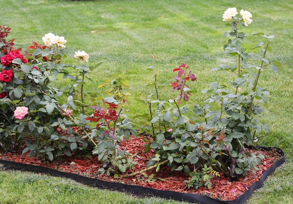 Roses Winter Care: Preparing Roses For Winter. Rose pruning.
