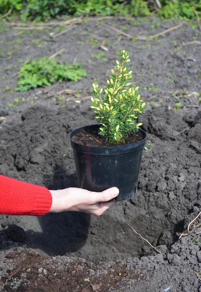 Gardener transplant Picea glauca Rainbow 's End with Roots . — стоковое фото