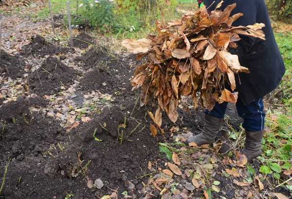 Садовник изолирует сад Розы Буша торфом и осенними листьями . — стоковое фото