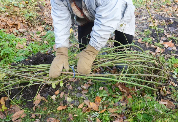 Winter Protection for Garden Roses Bush. How to prepare climbing roses to cover for winter shelter.