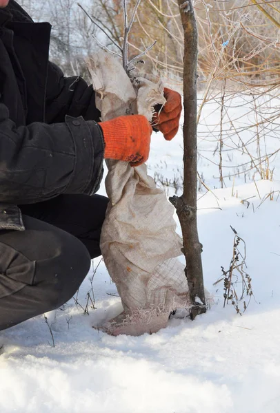 Giardiniere Proteggere Gli Alberi Frutto Dai Danni Degli Animali Proteggere — Foto Stock