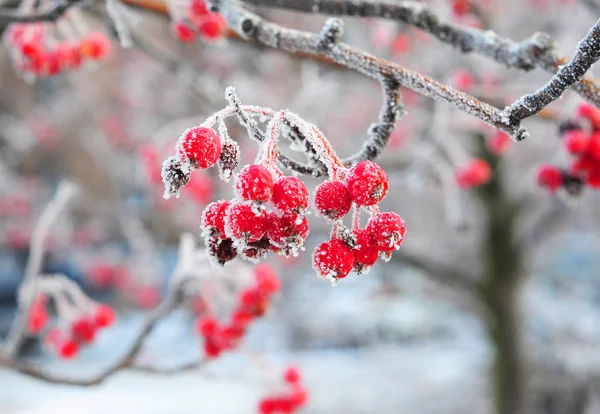Red Berries Rowan Hoarfrost Winter Frosty Weather Stock Image