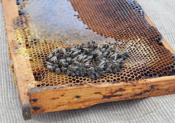 La extinción de las abejas melíferas. Los apicultores han estado notando que sus poblaciones de abejas han estado muriendo a tasas cada vez más rápidas. . —  Fotos de Stock