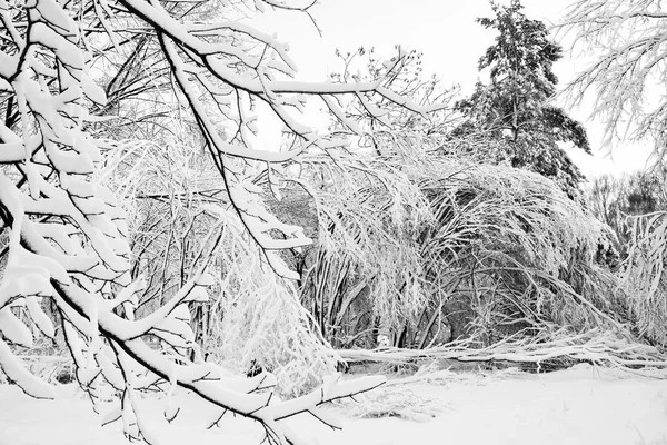 Winter Scenery Beautiful Winter Forest Snow Black White Photo — Stock Photo, Image